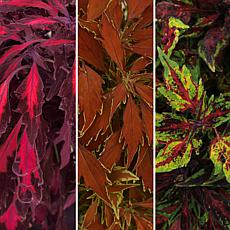 Leaf & Petal 3-Piece Flame Thrower Coleus