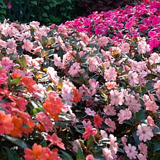 Leaf & Petal 3-Piece Pink Explosion SunPatiens