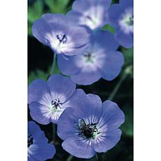 Longest Blooming Hardy Geranium Rozanne Root