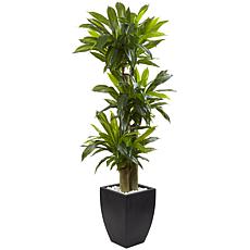 Nearly Natural 5.5' Corn Stalk Dracaena with Black Wash Planter