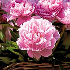 Peonies Sarah Bernhardt Set of 3 Roots