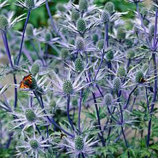 Sea Holly Water Wise Pollinator Set of 5 Roots