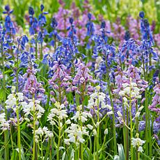 Spanish Blue Bells Mixed Colors Set of 25 Bulbs