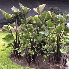Tea Cup Elephant Ears - 1 Bulb
