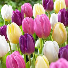 Tulips Easter Basket Mixture Set of 15 Bulbs