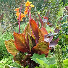 Van Zyverden Cannas Tropicanna® Set of 6 Bulbs