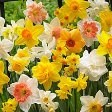 Van Zyverden Daffodils Kitchen Sink Mixture Set of 6 Bulbs