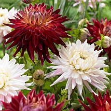 Van Zyverden Dahlias Metro Muses Blend Set of 5 Bulbs