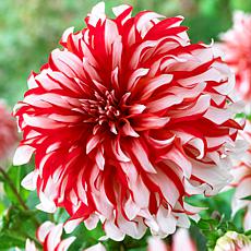 Van Zyverden Dahlias Santa Claus Bulbs 5-pack