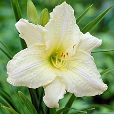 Van Zyverden Daylilies Joan Senior Roots - Set of 5