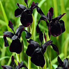 Van Zyverden Iris Black Chrysographes Bulbs - Set of 3