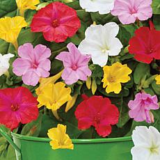 Van Zyverden Patio Four O'Clocks w/ Green Planter, Soil & Growers Pot