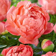 Van Zyverden Peonies Coral Sunset Set of 6 Roots
