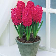 Van Zyverden Prepared Indoor Forcing Hyacinths Jan Bos, Set of 5 Bulbs