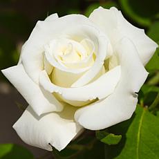 Van Zyverden Roses White Magic - 1 Root