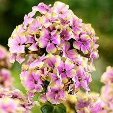 Van Zyverden Tall Phlox Paniculata Sherbet Blend - Set of 5 Roots