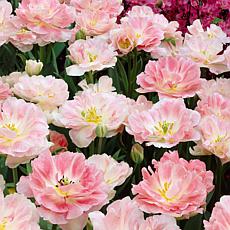 Van Zyverden Tulips Angelique, Set of 25 Bulbs