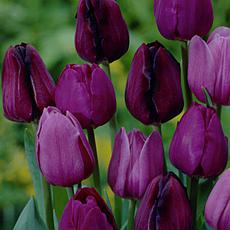 Van Zyverden Tulips Nonstop Purple Blend - 12 Bulbs