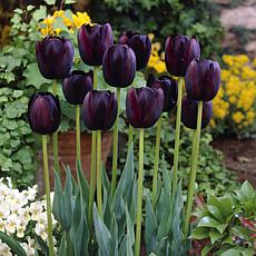 Van Zyverden Tulips Queen of Night Set of 5 Bulbs