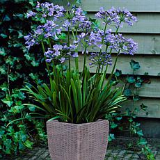 VanZyverden Agapanthus Kit w/ Ratten Planter, Planting Medium and Root