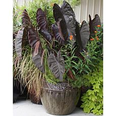 VanZyverden Elephant Ears Diamond Head 3-piece Bulb Set