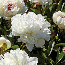 VanZyverden Peonies Festiva Maxima 3-piece Root Set