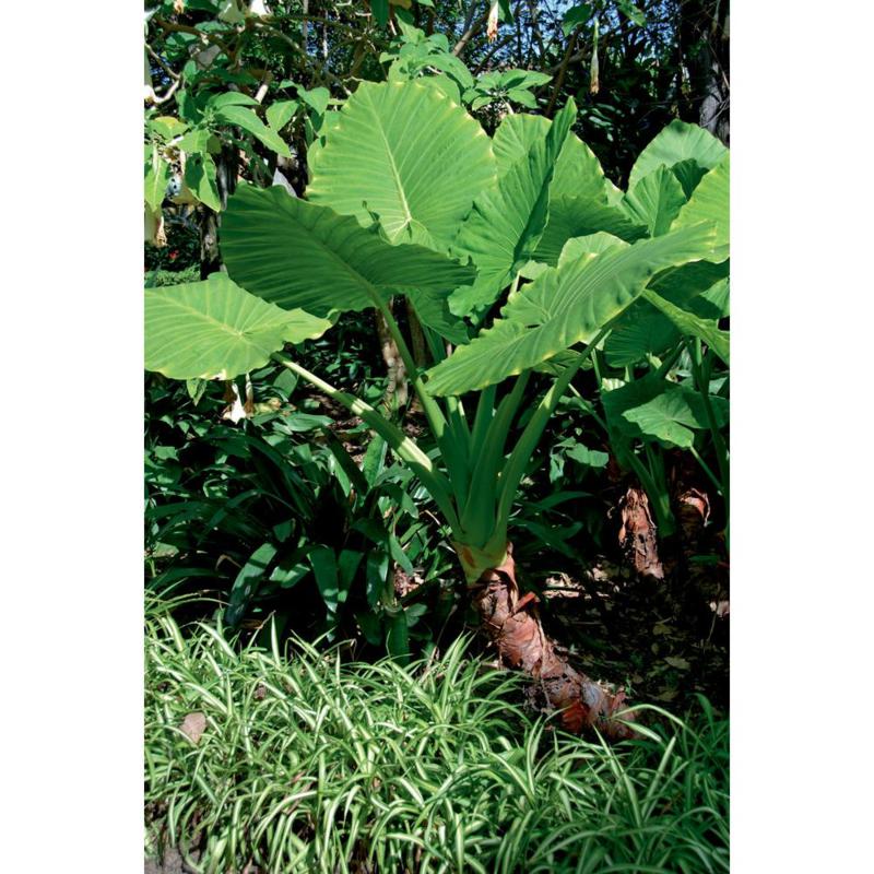 Jumbo Upright Elephant Ears - 1 Bulb - 8962371 | HSN