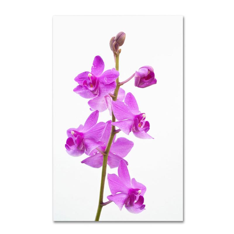Kurt Shaffer "Purple Orchids" Canvas Art
