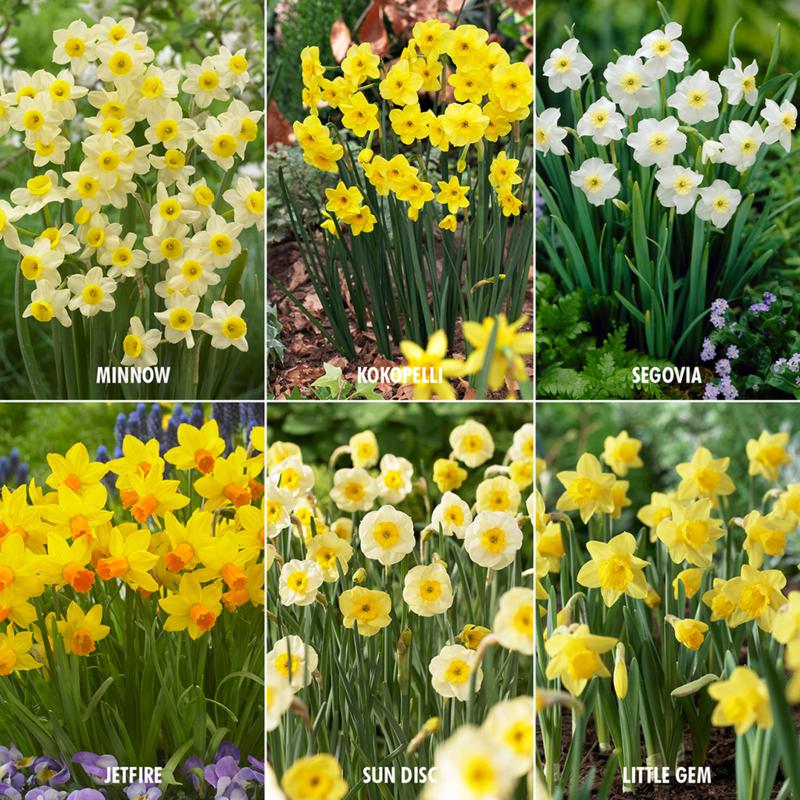 Award Winning Perennial Deer Resistant Daffodil Blend Set of 30 Bulbs 8563130 HSN