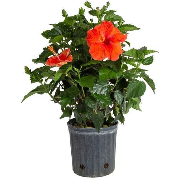 costa-farms-36-indoor-hibiscus-bush-tree-in-10-grow-pot-d-20240628173630877~23339002w.jpg