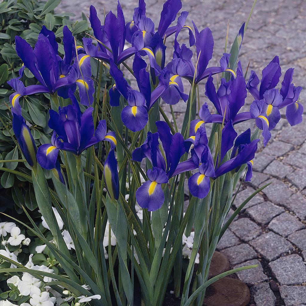 Dutch Iris Sapphire Beauty Set of 25 Bulbs