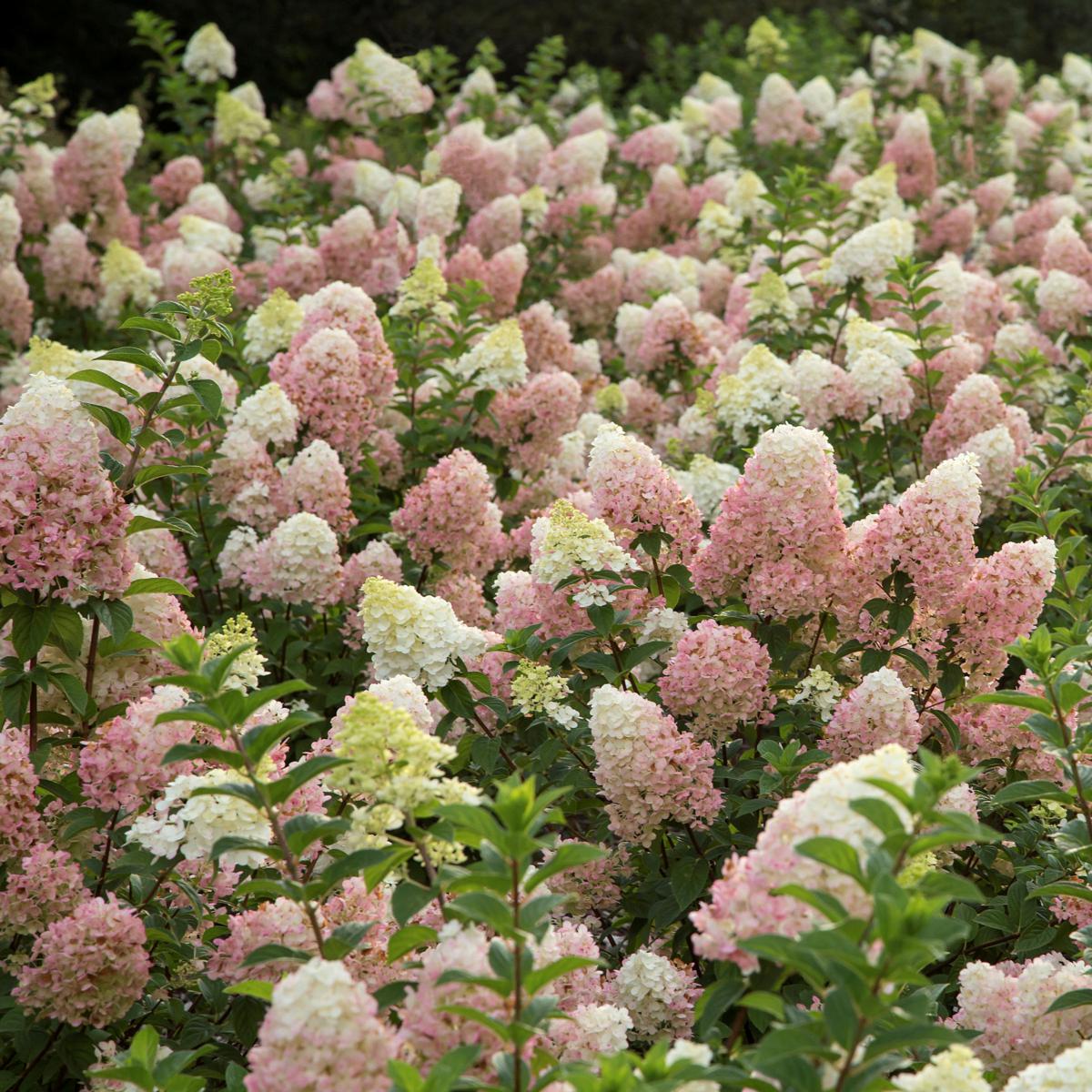 Leaf & Petal 1-Piece Strawberry Sundae Hydrangea - 23520959