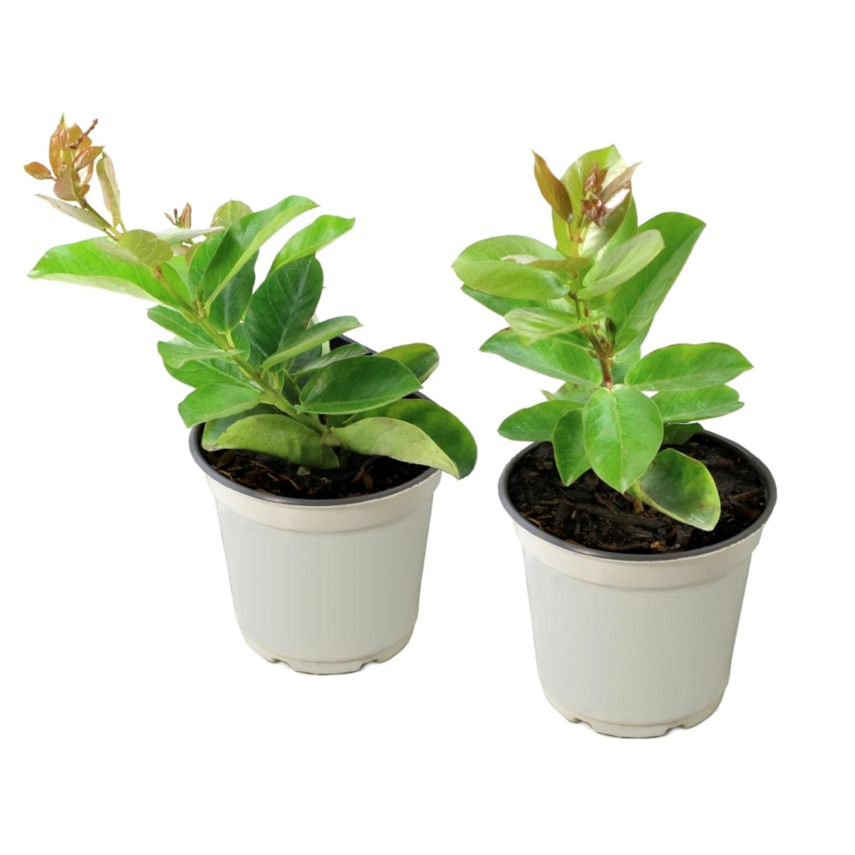 Leaf & Petal 2-piece Summer Trumpet Vine Duo - 23532345 | HSN
