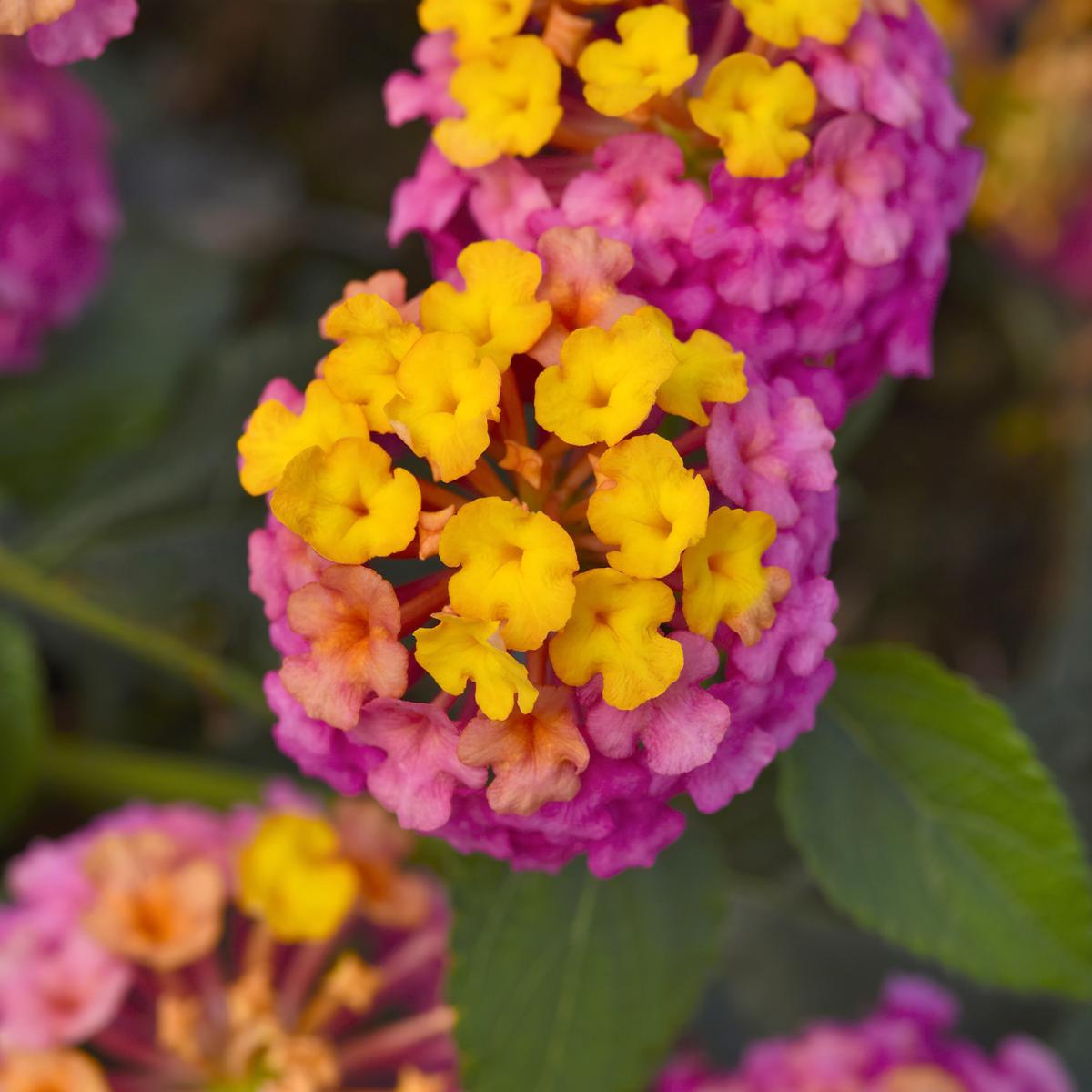 Leaf & Petal 3Piece Passion Fruit Lantana 22351380 HSN