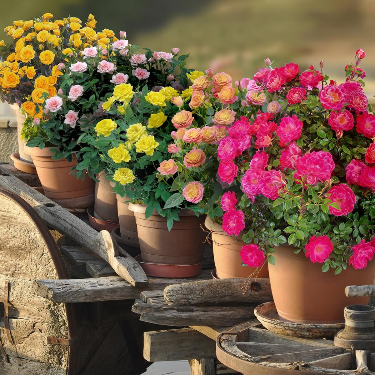 Home Goods | Shop Home Décor, Furniture, Appliances, Bath & Bedding | HSN