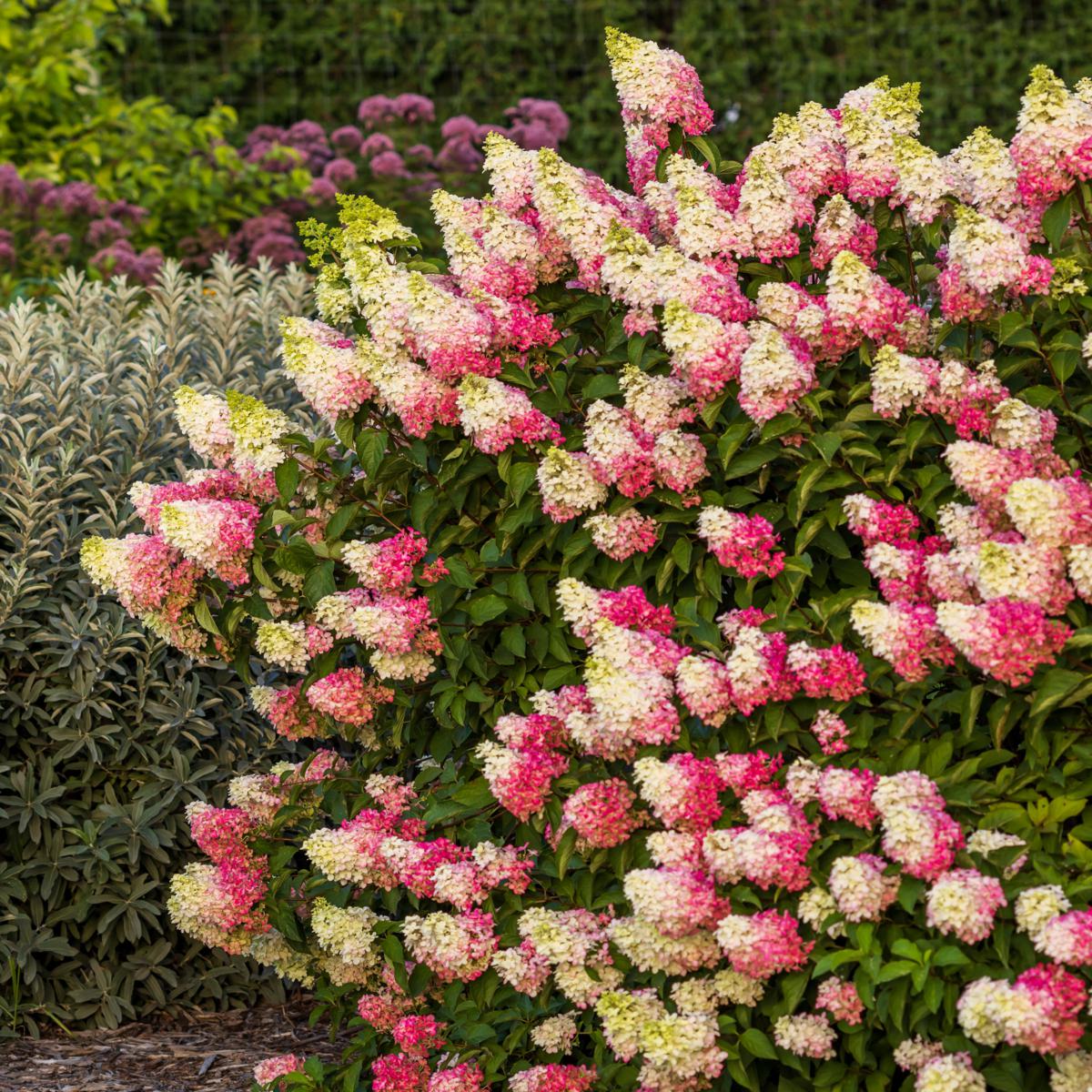 Leaf & Petal Berry White® Hydrangea - 23590322 | HSN