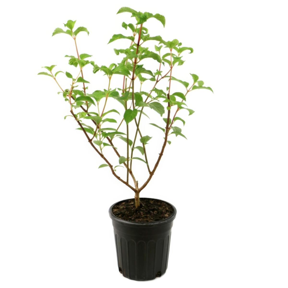 hydrangeaオーダーページ Leaf & Petal Little Hottie® Hydrangea - 23590321 | HSN