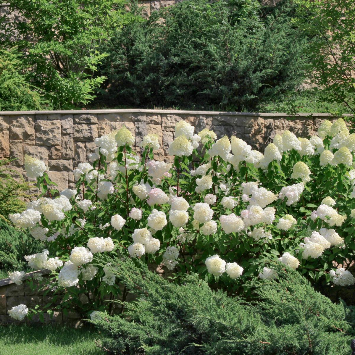 Hydrangea4936　1001 WhizMax 3ft Artificial Hydrangea Tree Faux Tree with Flowers