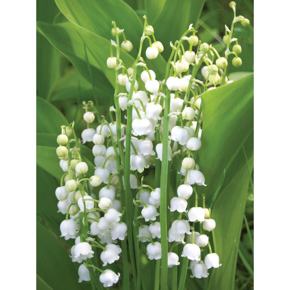 10 Plump Lily of the Valley Roots 