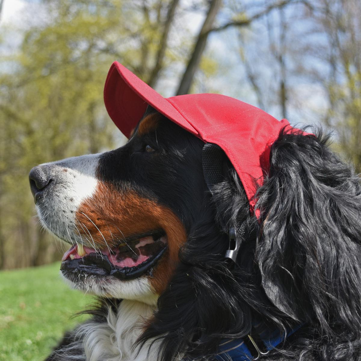 Officially Licensed Boston Red Sox Pet Collar