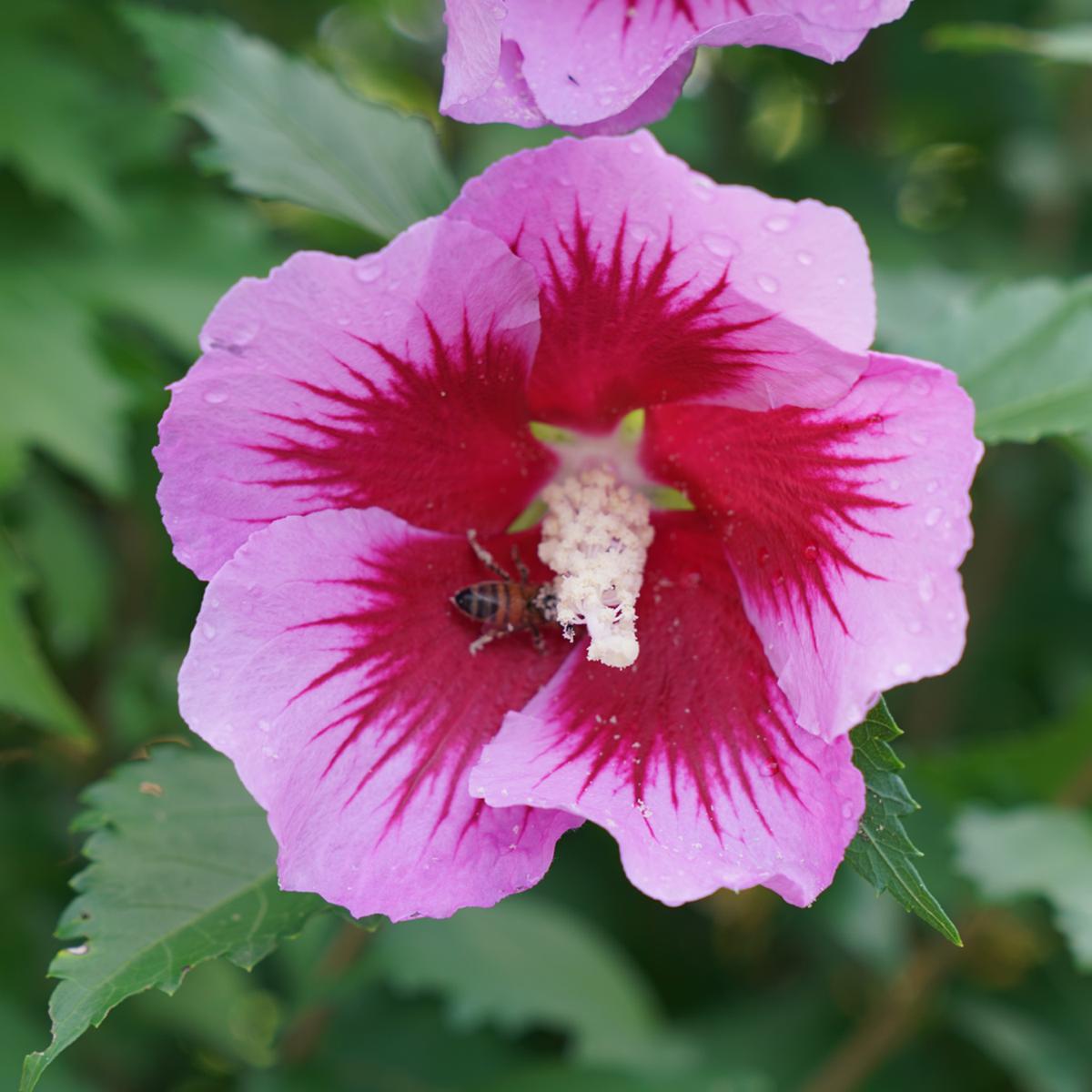 Proven Winners Hibiscus Purple Pillar 4.5