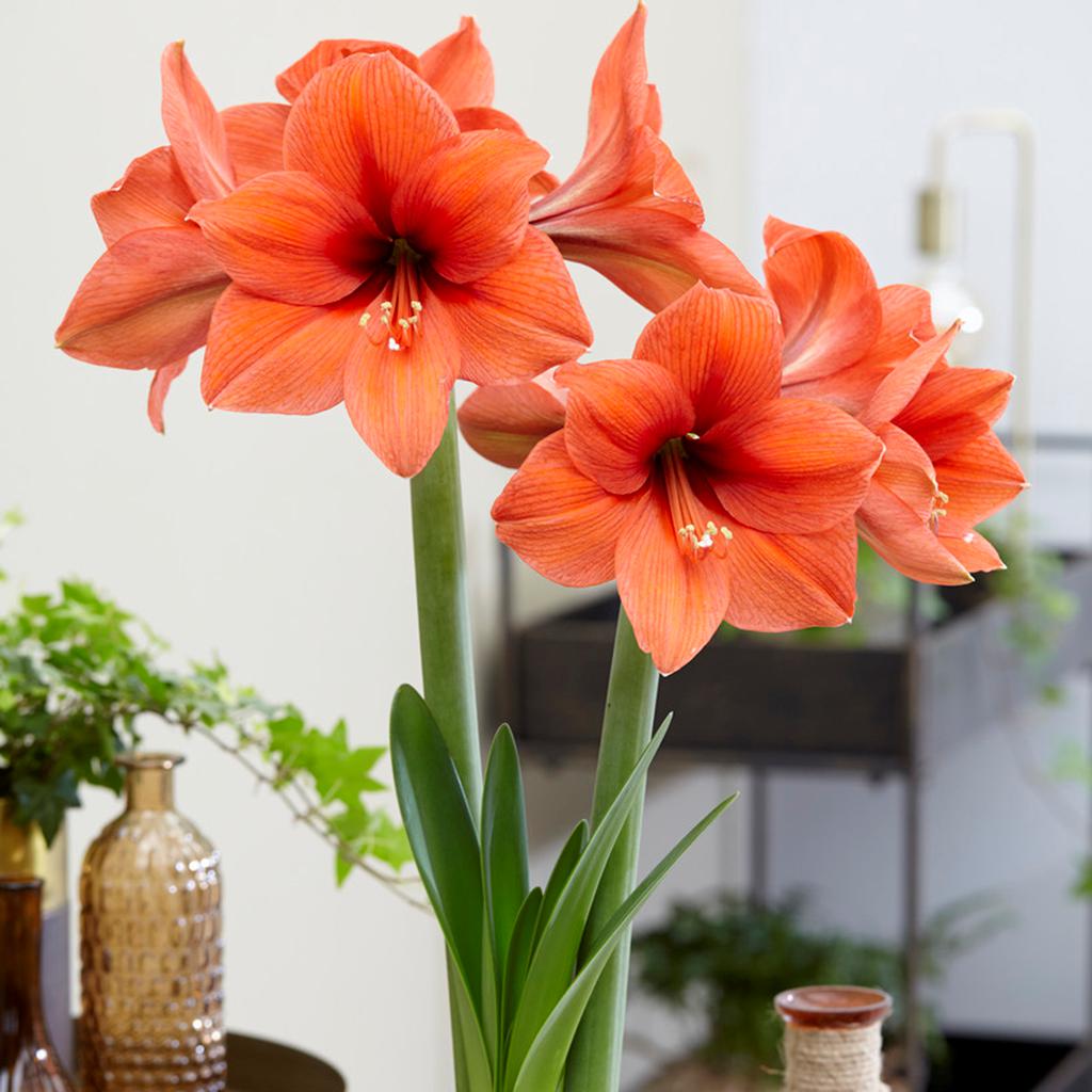 Van Zyverden Amaryllis Desire Set of 1 Bulb