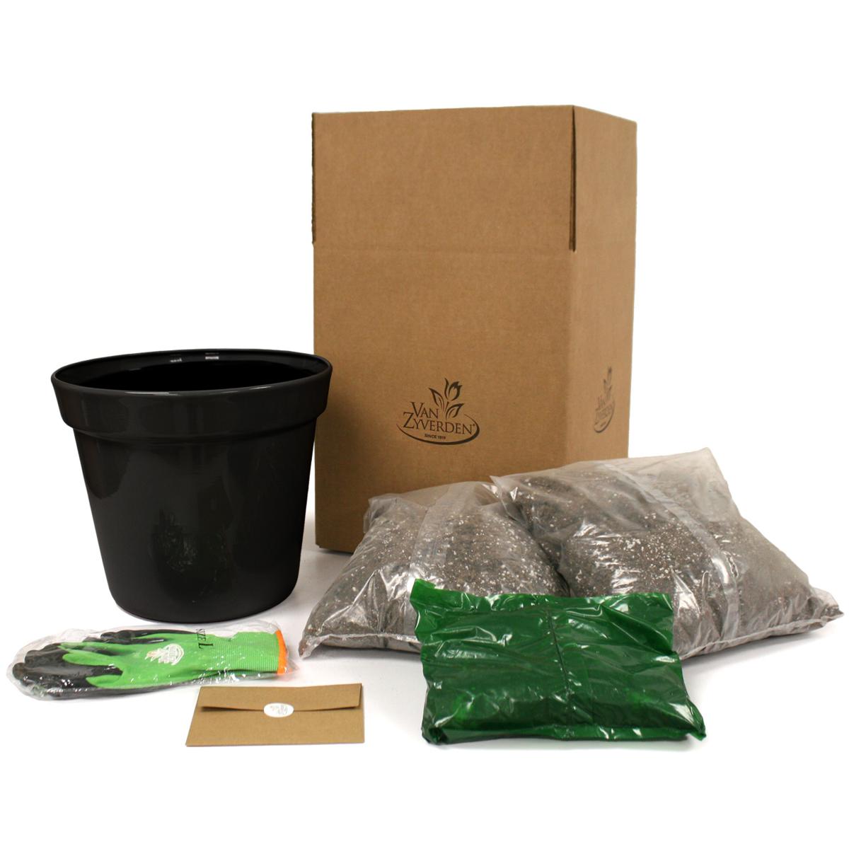 Van Zyverden Goth Patio Gardening Canna Black Night Kit | HSN