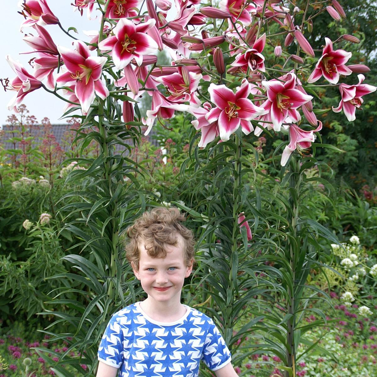 Van Zyverden Lilies Friso Set of 7 Bulbs | HSN