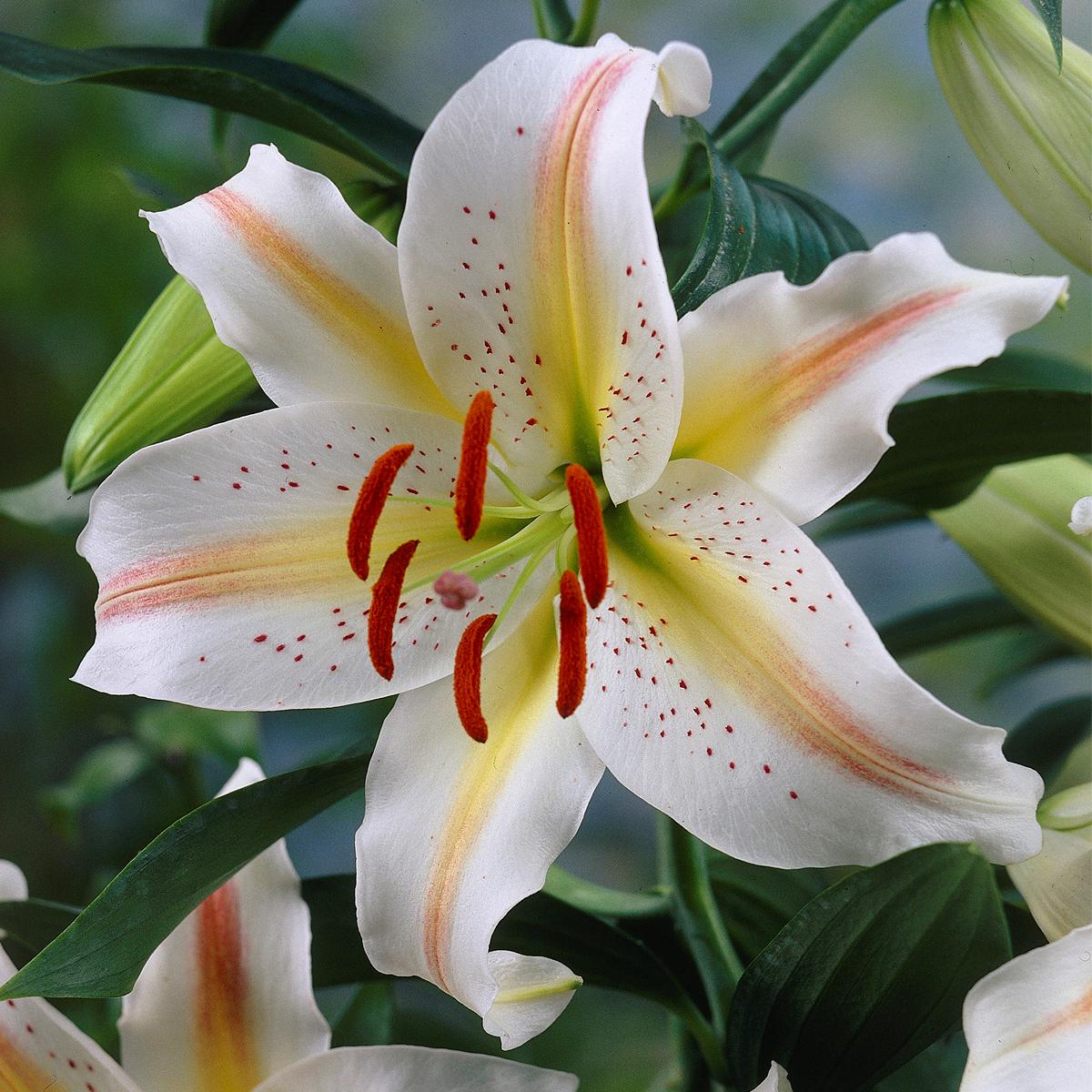 Lilium Mixed Lily Flower Bulbs for Cut Planting - Pack of 10