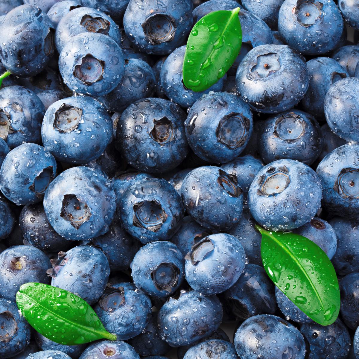 Van Zyverden Patio Gardening Blueberry Bluecrop Kit | HSN