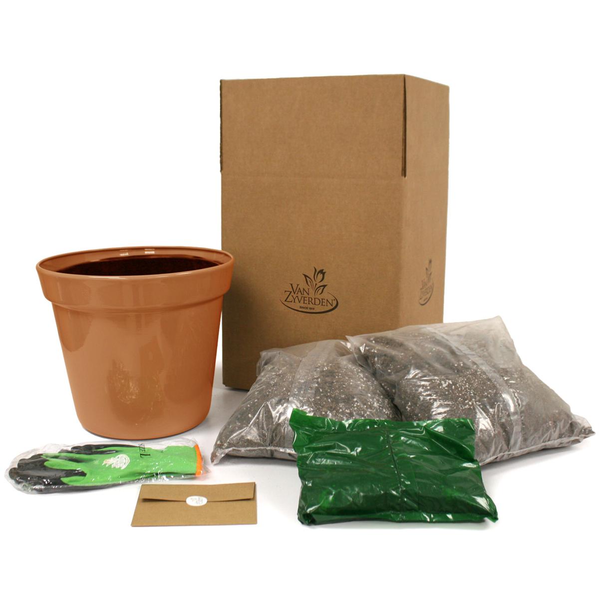 Van Zyverden Patio Gardening Blueberry Bluecrop Kit | HSN
