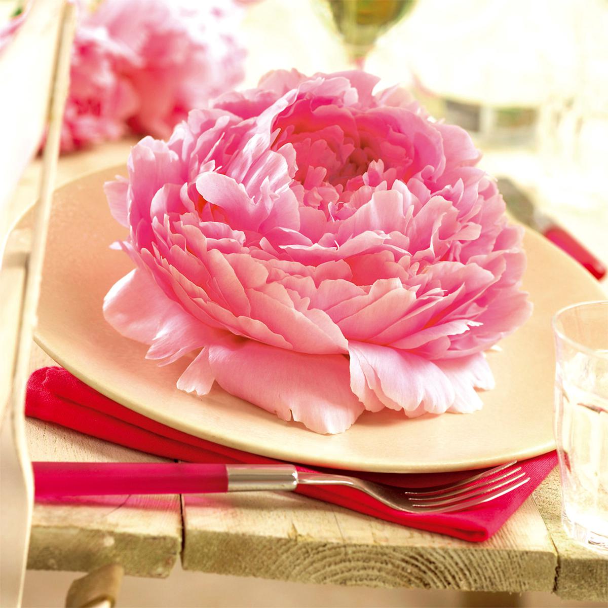 Peony☆ High Quality Purple Color Big Flower Chinese Tree Peony Da