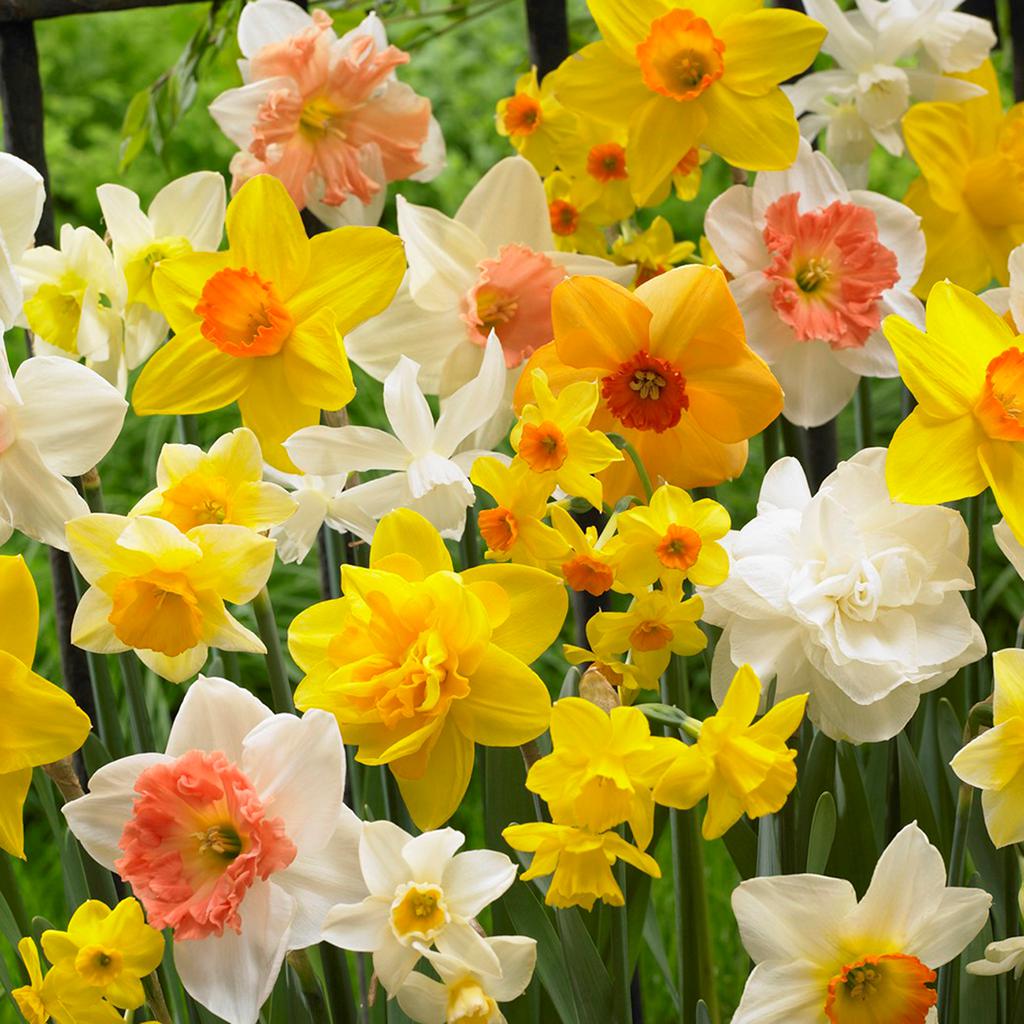 50 Dutch Master Daffodil Bulbs 