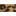 Leopard Hickory